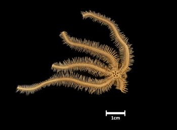 Media type: image;   Invertebrate Zoology OPH-4158 Description: Bottom of brittle star with mouth visible.;  Aspect: ventral